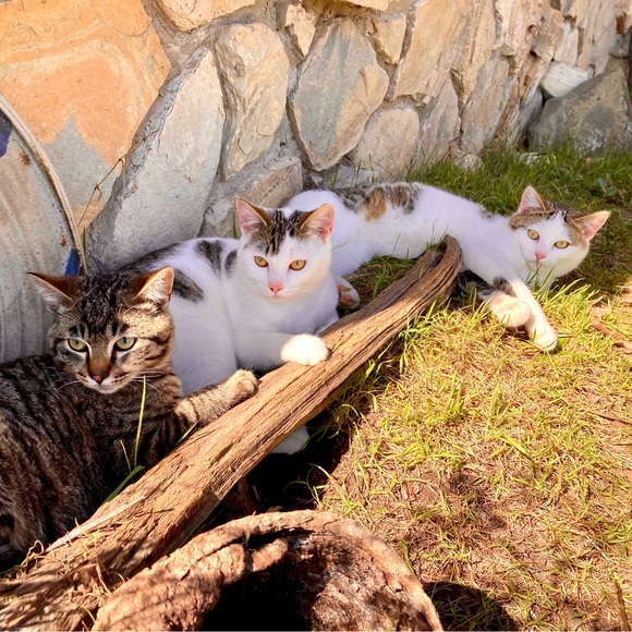 3_cats_closet